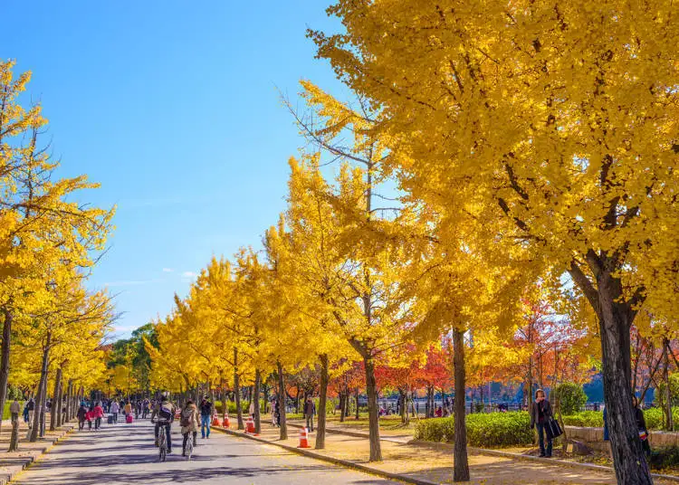 大阪城公園。圖片來源：Live Japan