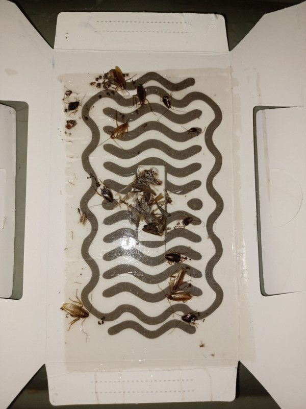 大媽手機太大聲滋擾車長駕駛 兩度企圖襲擊司機 車長8字真言相勸獲讚