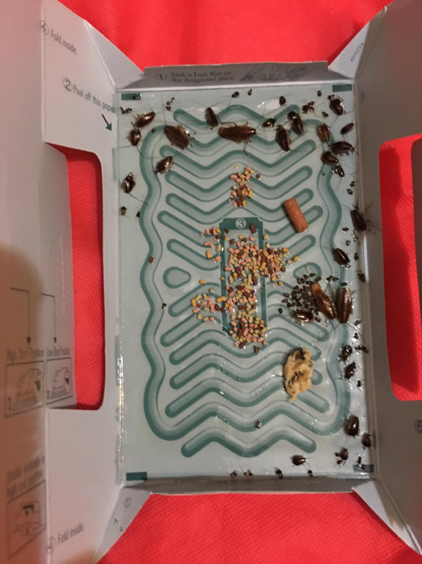 的士後座放曱甴屋畫面極噁心 司機勤清潔難阻曱甴滋生 網民：幾污糟先養到小強？