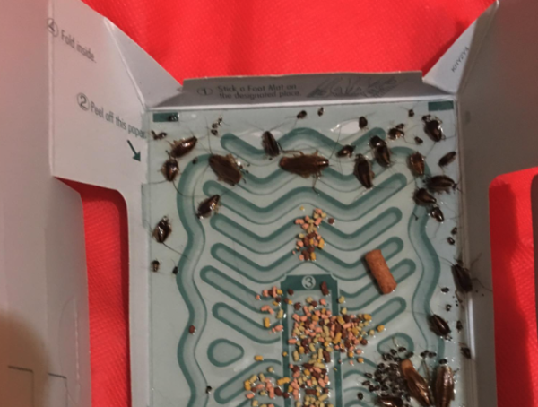 大媽手機太大聲滋擾車長駕駛 兩度企圖襲擊司機 車長8字真言相勸獲讚