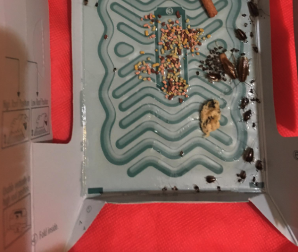 的士後座放曱甴屋畫面極噁心 司機勤清潔難阻曱甴滋生 網民：幾污糟先養到小強？