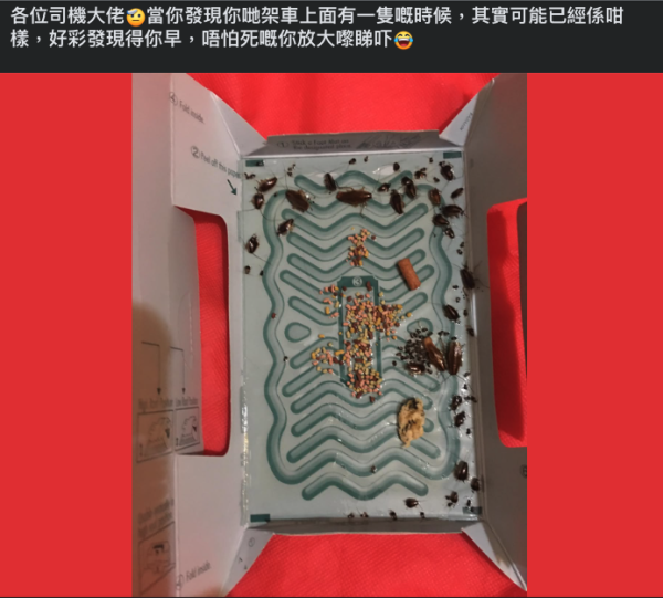 的士後座放曱甴屋畫面極噁心 司機勤清潔難阻曱甴滋生 網民：幾污糟先養到小強？