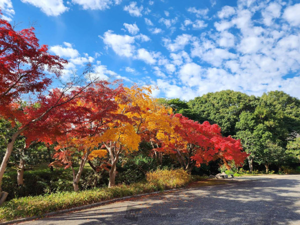 萬博紀念公園。圖片來源：weathernews.jp
