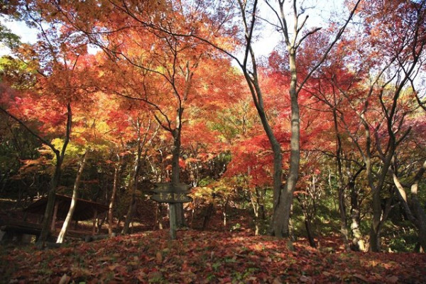 攝津峽公園。圖片來源：WalkerPlus