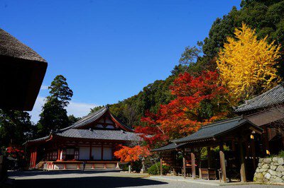 觀心寺。圖片來源：WalkerPlus