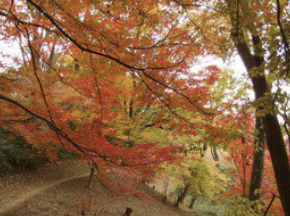 五月山公園。圖片來源：WalkerPlus