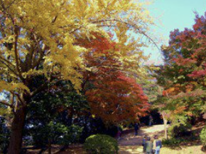 五月山公園。圖片來源：WalkerPlus