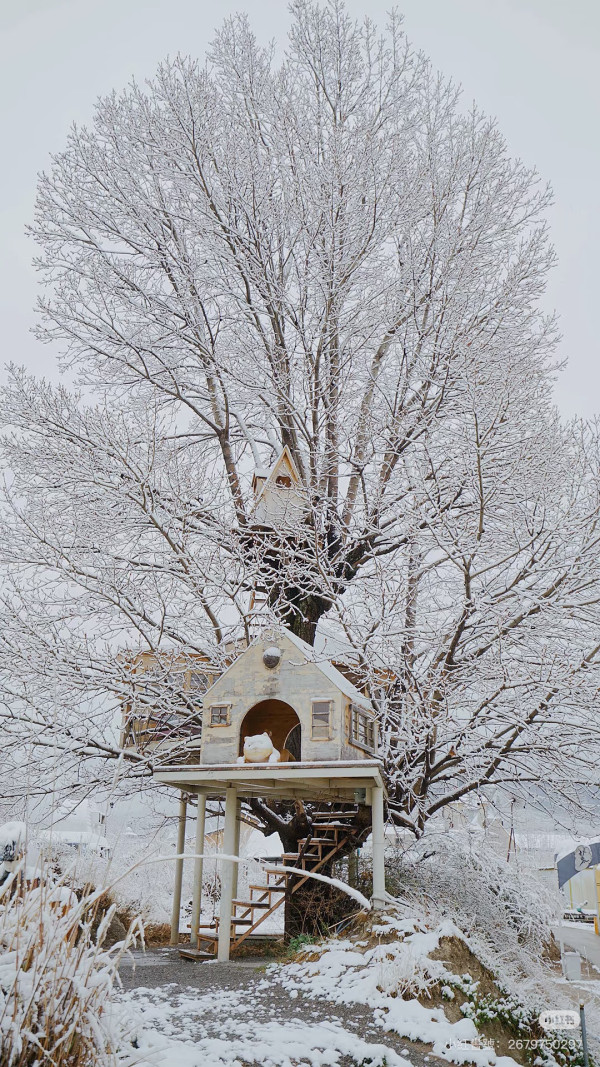 荒野之國(圖片:小紅書)