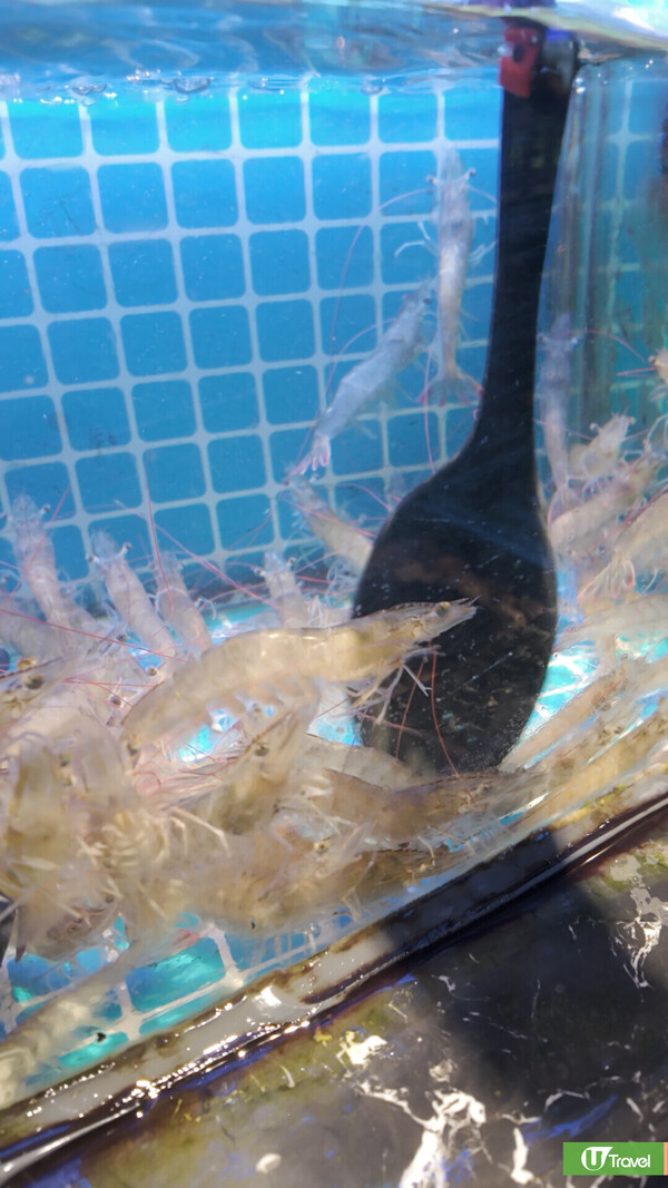 開箱深圳寶安萬豪萬楓酒店  人均0住高級房！歎自助晚餐+早餐+1小時按摩 