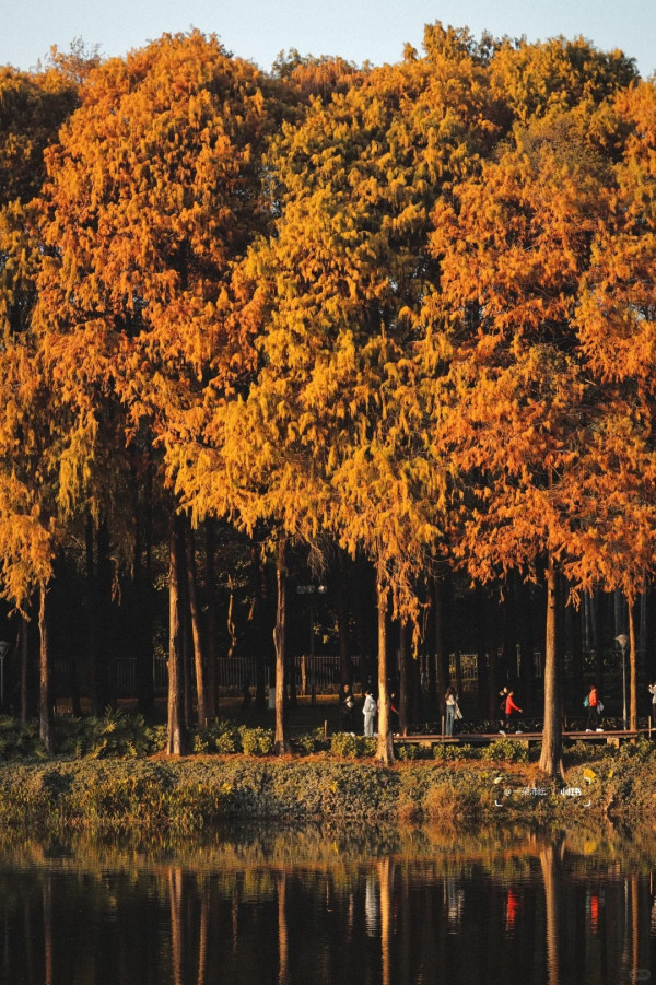 麓湖公園(圖片來源:小紅書@一朵沛纭) 麓湖公園(圖片來源:小紅書@一朵沛纭)
