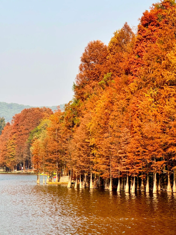 麓湖公園(圖片來源:小紅書@甜栗泡泡苏) 麓湖公園(圖片來源:小紅書@甜栗泡泡苏)