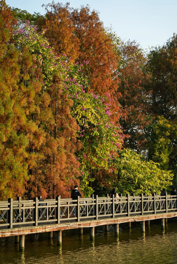 海珠湖公園(圖片來源:小紅書@Capybara) 海珠湖公園(圖片來源:小紅書@Capybara)