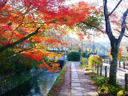 哲學之道。圖片來源：WalkerPlus