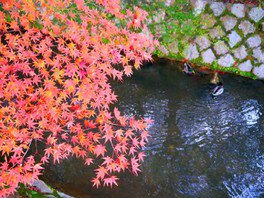 哲學之道。圖片來源：WalkerPlus