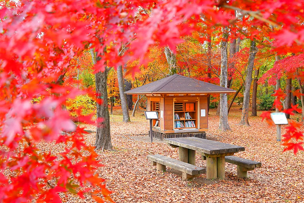 京都御苑。圖片來源：www.imamiya.jp