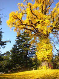 京都御苑。圖片來源：WalkerPlus