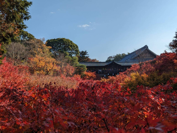 東福寺。圖片來源：weathernews.jp