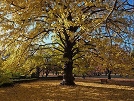 新宿御苑。圖片來源：WalkerPlus