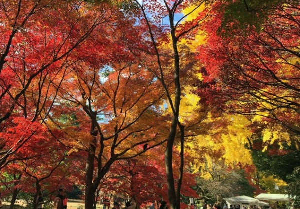 新宿御苑。圖片來源：WalkerPlus