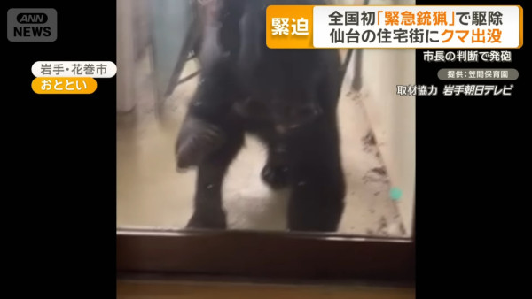 日本今年熊襲擊數字創新高！ 網民製熊出沒地圖揭只有兩地區未「淪陷」 