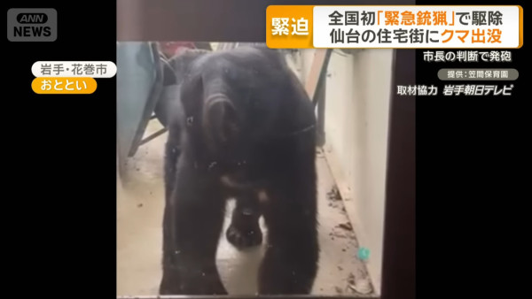 日本今年熊襲擊數字創新高！ 網民製熊出沒地圖揭只有兩地區未「淪陷」 