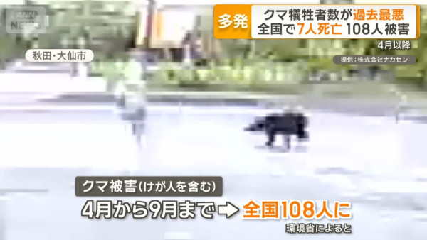 日本今年熊襲擊數字創新高！ 網民製熊出沒地圖揭只有兩地區未「淪陷」 