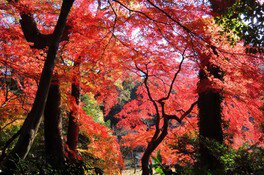  小石川後樂園。圖片來源：WalkerPlus