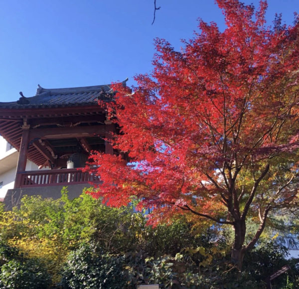 上野恩賜公園。圖片來源：weathernews.jp