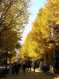 上野恩賜公園。圖片來源：WalkerPlus