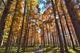  水元公園。圖片來源：WalkerPlus