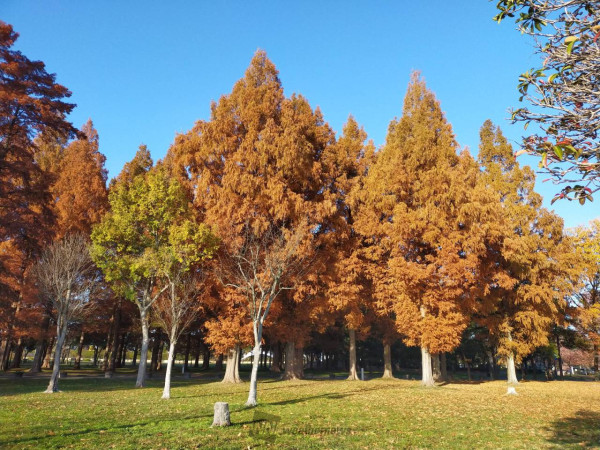  水元公園。圖片來源：weathernews.jp