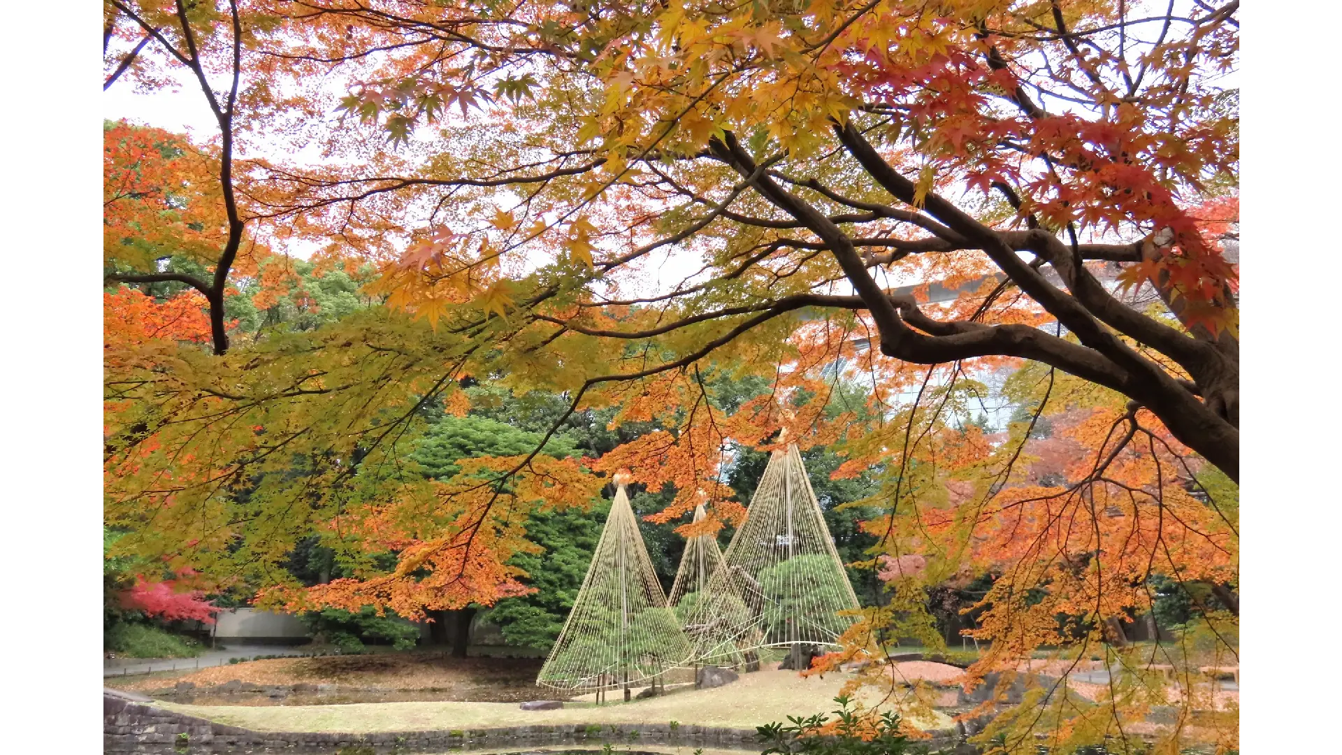 六義園。圖片來源：weathernews.jp