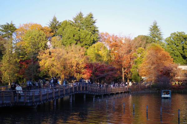 井之頭恩賜公園。圖片來源：weathernews.jp
