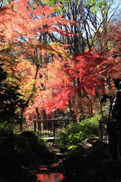 芝公園。圖片來源：WalkerPlus