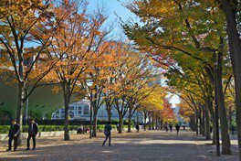 代代木公園。圖片來源：WalkerPlus