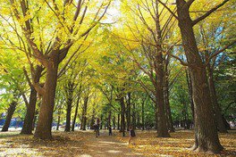 代代木公園。圖片來源：WalkerPlus