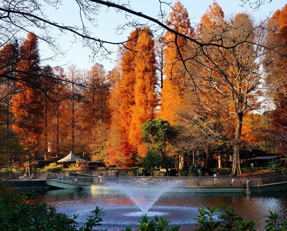 井之頭恩賜公園。圖片來源：IG@note543s