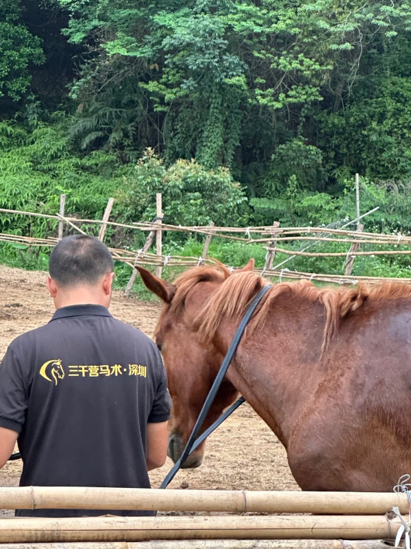 深圳騎馬羅田森林公園野外騎馬體驗(圖片:小紅書)