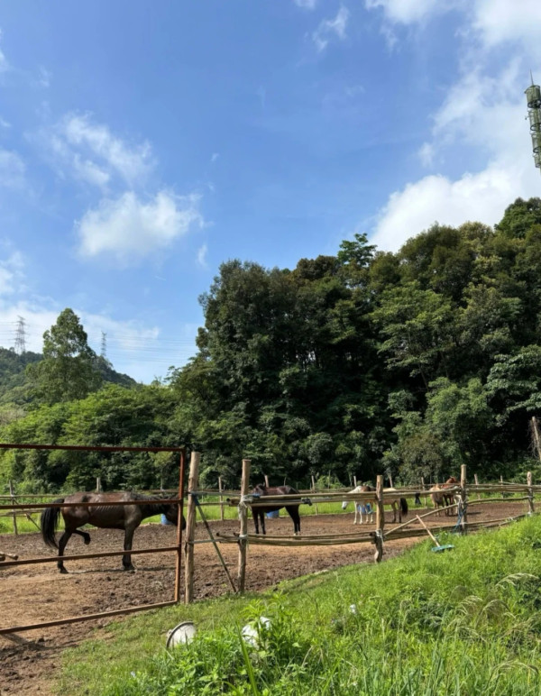 深圳騎馬羅田森林公園野外騎馬體驗(圖片:小紅書)