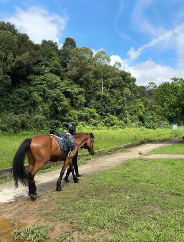 深圳騎馬羅田森林公園野外騎馬體驗(圖片:小紅書)