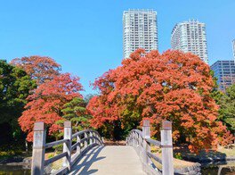 濱離宮恩賜庭園。圖片來源：WalkerPlus