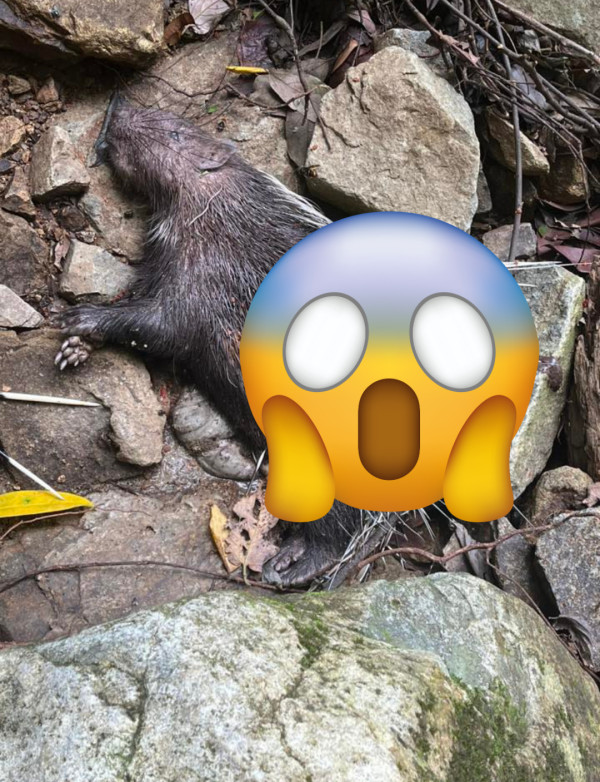 慎入!梧桐寨箭豬屍體湧「神秘橙蟲」漁護署揭真身:可能帶致病原切勿觸摸