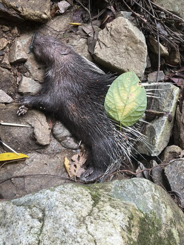慎入！梧桐寨箭豬屍體湧「神秘橙蟲」漁護署揭真身：可能帶致病原切勿觸摸
