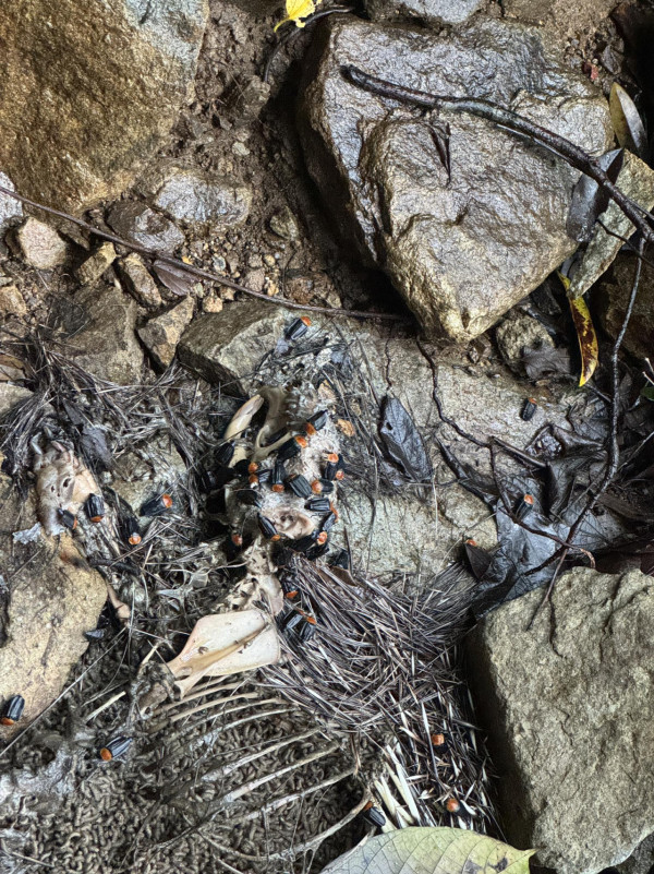 慎入！梧桐寨箭豬屍體湧「神秘橙蟲」漁護署揭真身：可能帶致病原切勿觸摸