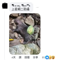 慎入!梧桐寨箭豬屍體湧「神秘橙蟲」漁護署揭真身:可能帶致病原切勿觸摸