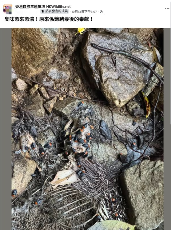 慎入!梧桐寨箭豬屍體湧「神秘橙蟲」漁護署揭真身:可能帶致病原切勿觸摸