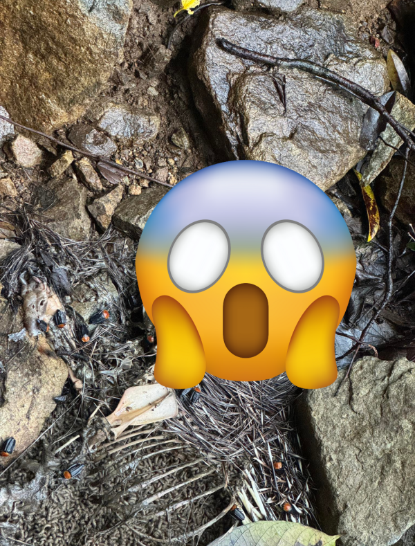 慎入！梧桐寨箭豬屍體湧「神秘橙蟲」漁護署揭真身：可能帶致病原切勿觸摸