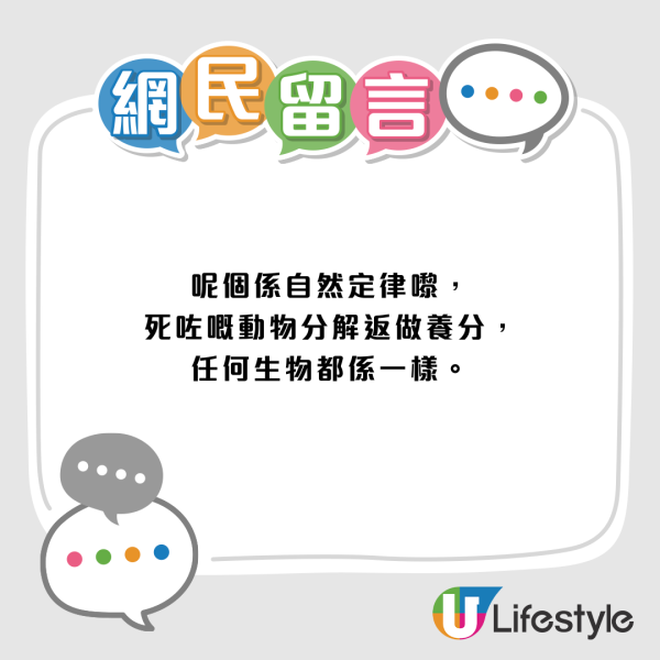慎入！梧桐寨箭豬屍體湧「神秘橙蟲」漁護署揭真身：可能帶致病原切勿觸摸