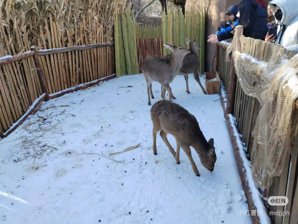 （圖片來源：小紅書）