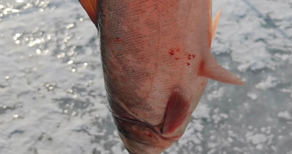 （圖片來源：小紅書）